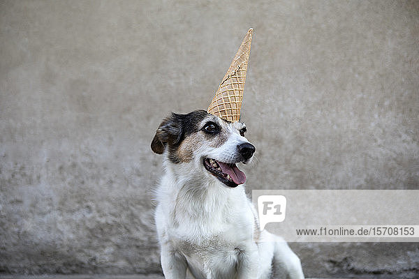 Portrait of mongrel as unicorn with ice cream cone on head