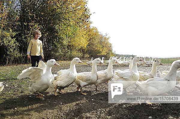 Boy with domestic ducks on meadow