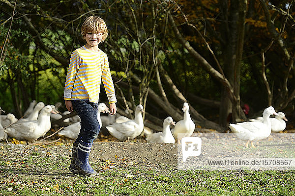Boy with domestic ducks on meadow