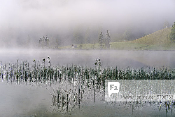 Deutschland  Bayern  Mittenwald  Schilf wächst am Ufer des Ferchensees mit dichtem Nebel im Hintergrund