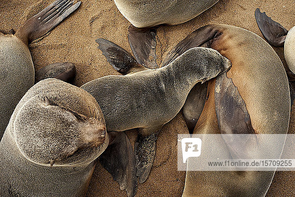 Seelöwenkolonie am Strand  Cape Cross  Namibia.