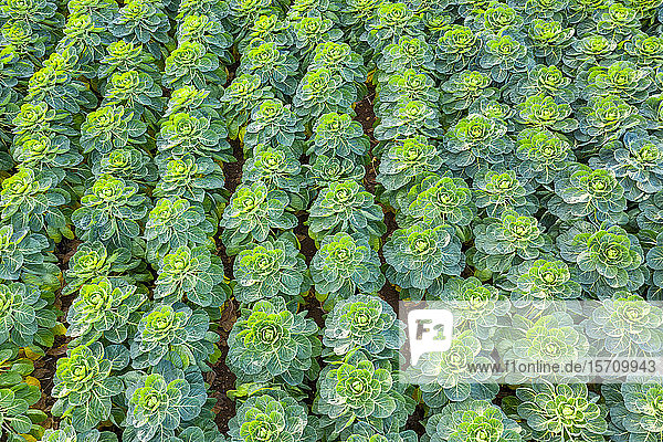 Schottland  East Lothian  Rosenkohlsprossenfeld (Brassica oleracea)