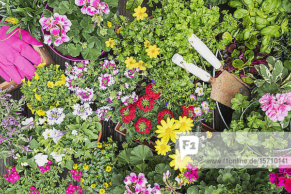 Colorful freshly potted summer flowers and herbs