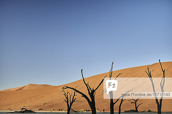 Tote Bäume in Deadvlei bei Sonnenaufgang  Sossusvlei  Namib-Wüste  Namibia