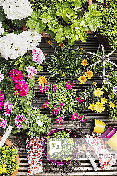 Colorful freshly potted summer flowers