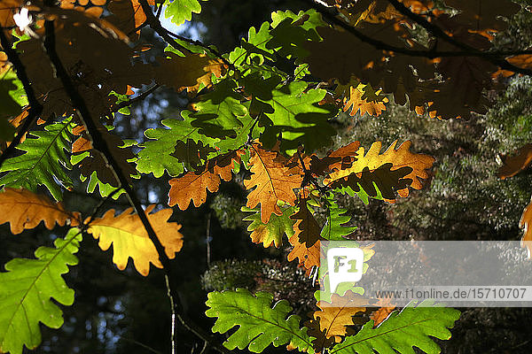 Germany  Saxony  Oak leaves changing color in autumn