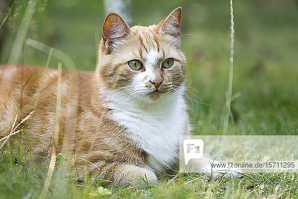 Deutschland  Nordrhein-Westfalen  Essen  Porträt einer auf der Wiese liegenden braunen Katze