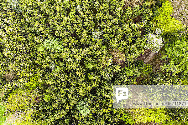 Deutschland  Hessen  Luftaufnahme eines grünen  üppigen Mischwaldes im Odenwald