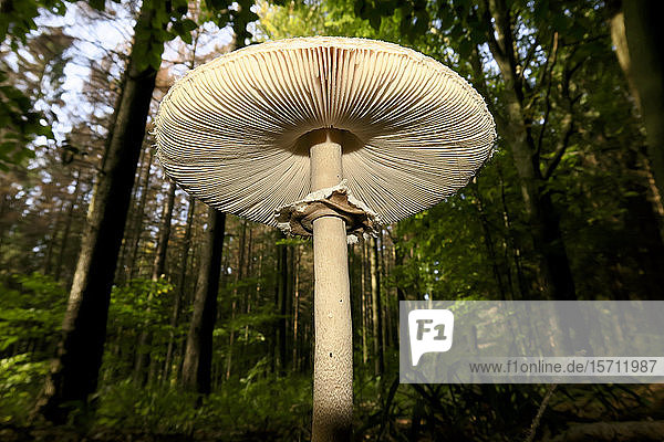  Germany  Saxony  Parasol mushroom growing in Autumn forest