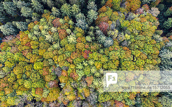 Deutschland  Baden-Württemberg  Luftaufnahme des Schwäbisch-Fränkischen Waldes im Herbst