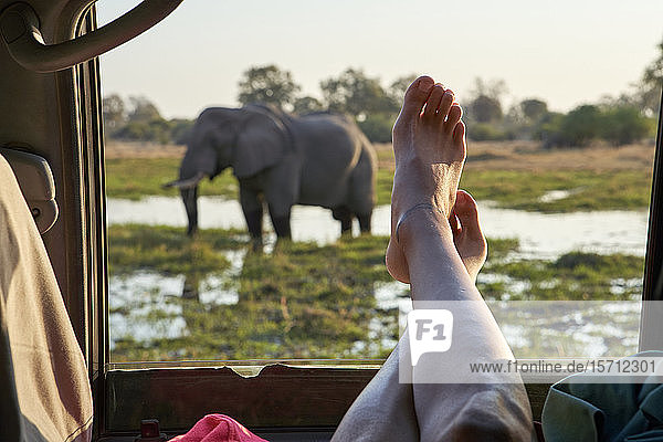 Frau mit Füßen aus dem Autofenster  die einen im Wasser stehenden Elefanten beobachtet  Khwai  Botswana