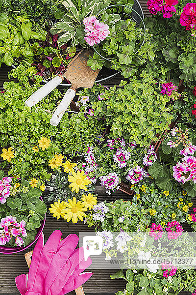 Colorful freshly potted summer flowers and herbs