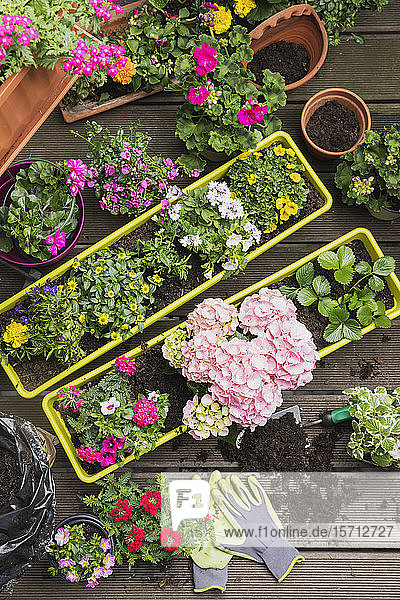 Colorful freshly potted summer flowers