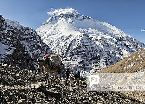 Trekking group with pack animals at Chonbarden Glacier  Dhaulagiri  French Pass  Dhaulagiri Circuit Trek  Himalaya  Nepal