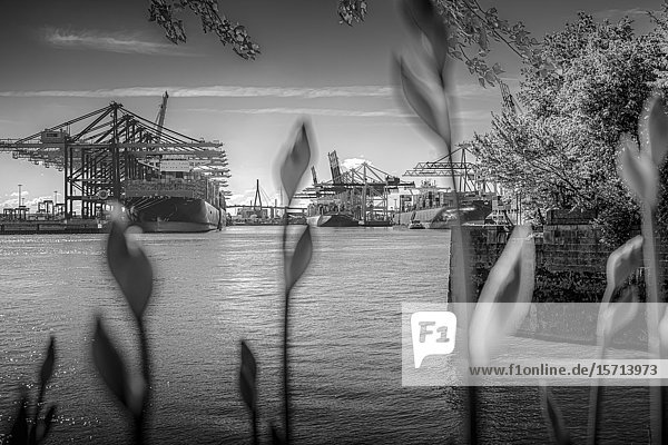 Waltershofer Hafen Hamburg Germany Europe