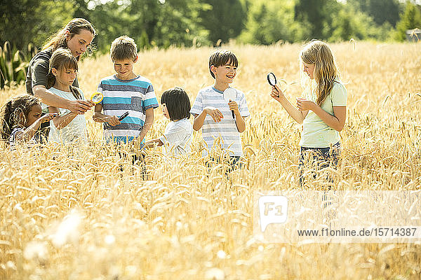 Children examining wheat field with their techer  using magnifying glasses