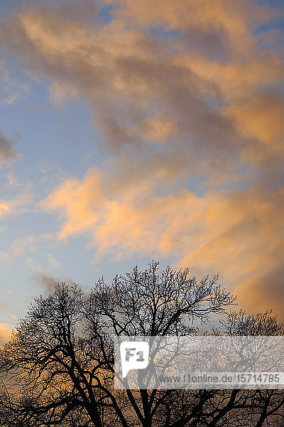 Deutschland  Sachsen  Wolken über der Silhouette eines kahlen Baumes in der Winterdämmerung