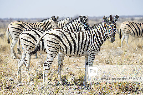 Namibia  Zebras im Etoscha-Nationalpark