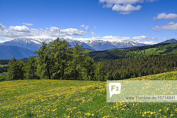 Italien  Südtirol  Salten  blühender Löwenzahn in ländlicher Wiese