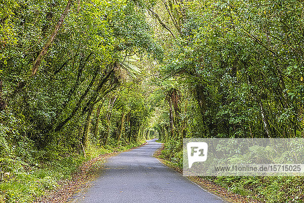 New Zealand  Asphalt road cutting through green lush forest in Egmont National Park