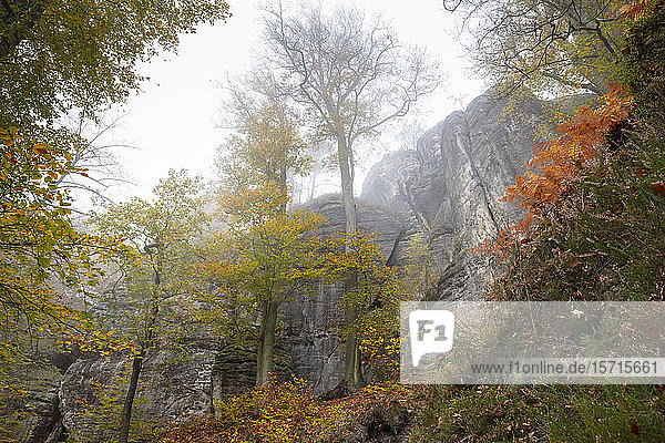 Deutschland  Sachsen  Herbstbäume vor der Steilküste im Nationalpark Sächsische Schweiz