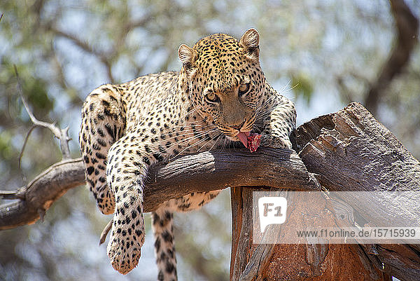 Namibia  Leopard frisst rohes Fleisch am Baum