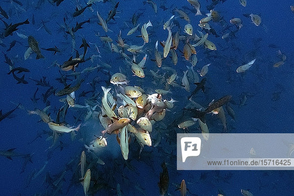 Palau  Shark City  Red snapper spawning