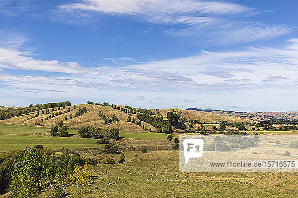 Neuseeland  Schafherde weidet auf grünem Grashügel