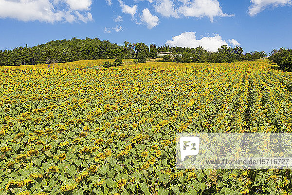 Italy  Vast sunflower field in summer