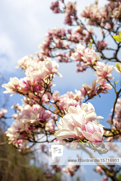 Deutschland  Hessen  Nahaufnahme von rosa Magnolienblüten