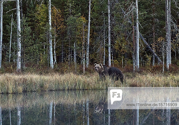 Finland  Kuhmo  Brown bear (Ursus arctos) at boreal forest lakeshore in autumn