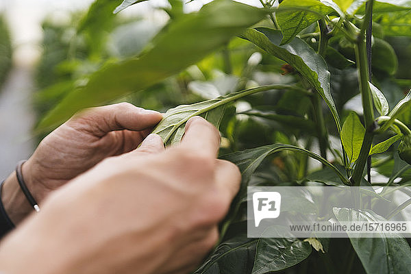 Woman's hands checking leaf of Capsicum in a greenhouse  Almeria  Spain