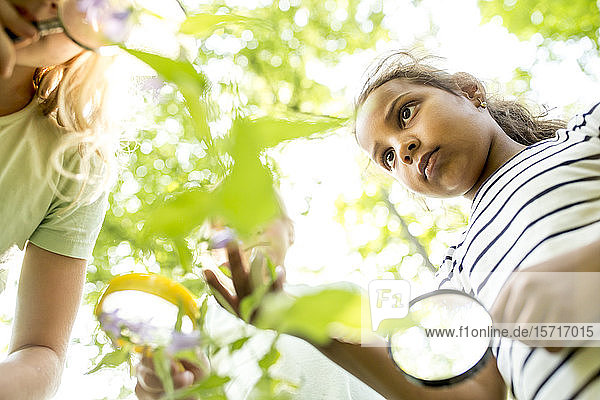 Schulkinder untersuchen Blätter am Baum mit ihren Vergrößerungsgläsern