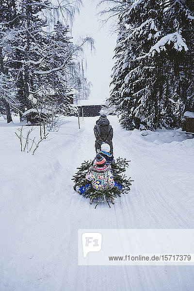 Rückenansicht einer Frau  die einen Tannenbaum und drei Kinder auf einem Schlitten zieht  Jochberg  Österreich