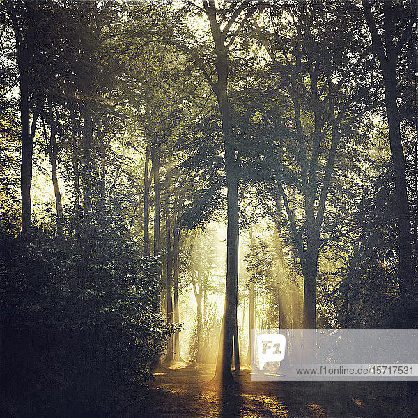 Wald und Sonnenlicht auf der Waldlichtung