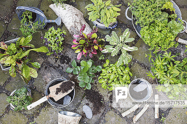 Planting of various green culinary herbs