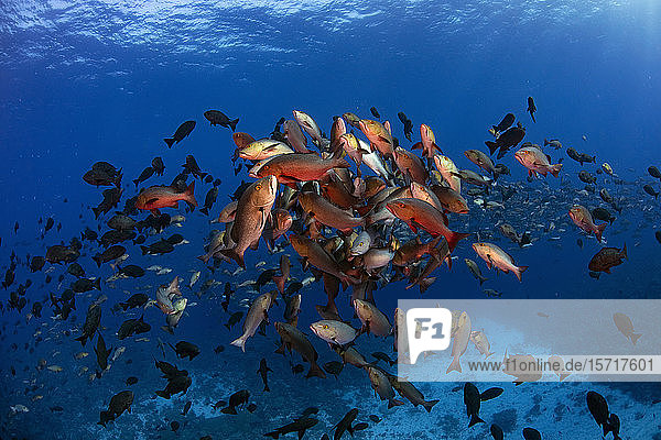 Palau  Shark City  Red snapper spawning