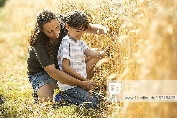 Junge untersucht Weizenfeld mit seinem Lehrer