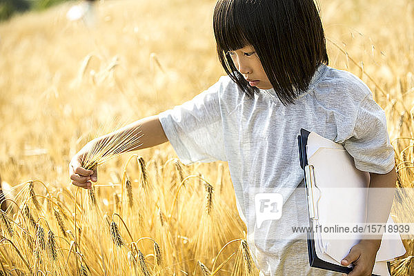 Kleines Mädchen untersucht Weizen auf dem Feld