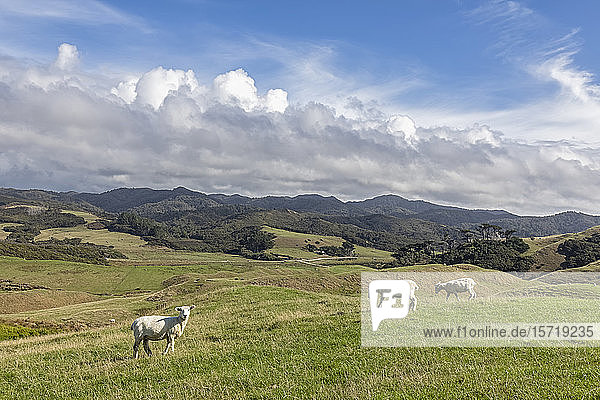 New Zealand  Scenic view of sheep grazing on green grass at Cape Farewell