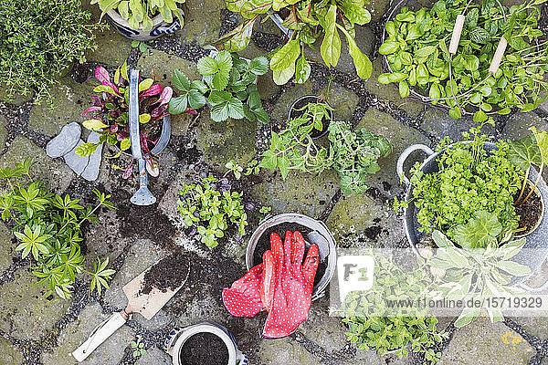 Planting of various green culinary herbs