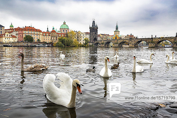 Tschechische Republik  Prag  Schwäne schwimmen in der Moldau mit der Karlsbrücke und der Altstadt von Prag im Hintergrund