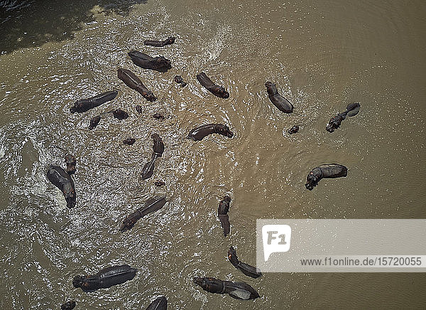 Benin  Luftaufnahme einer Flusspferdherde  die im braunen Pendjari schwimmt
