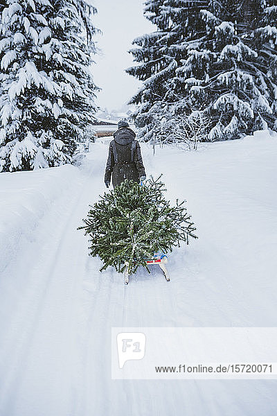 Rückenansicht einer Frau  die nach Weihnachten einen Tannenbaum auf einem Schlitten zum Kompost transportiert  Jochberg  Österreich