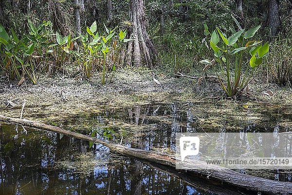 Sumpfzypressen (Taxodium distichum) im Sumpfgebiet  Big Cypress National Preserve  Florida  USA  Nordamerika