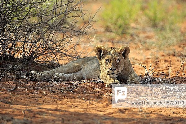 Lion (Panthera leo) young animal rests in the shade Tswalu Game Reserve Kalahari North Cape South Africa Africa