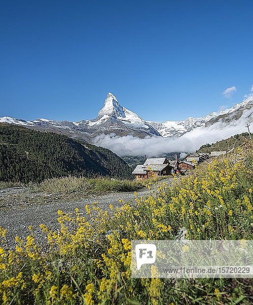 Yellow flowers in bloom in front of snow-covered Matterhorn  mountain village with wooden houses  Eggen  Valais  Switzerland  Europe
