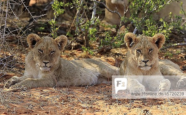 Lions (Panthera leo) two young animals resting in the shade Tswalu Game Reserve Kalahari North Cape South Africa Africa