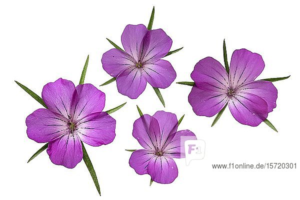Gewöhnliche Kornrade (Agrostemma githago) Blüten Deutschland Europa