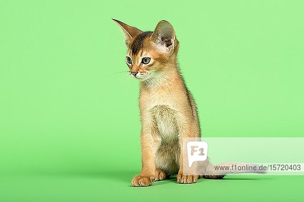 Abessinierkatze (Felis silvestris catus)  Jungtier  wildfarben  9 Wochen  sitzend  grüner Hintergrund  Studioaufnahme  Österreich  Europa